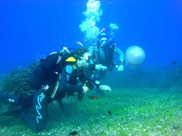  Dive medusa 